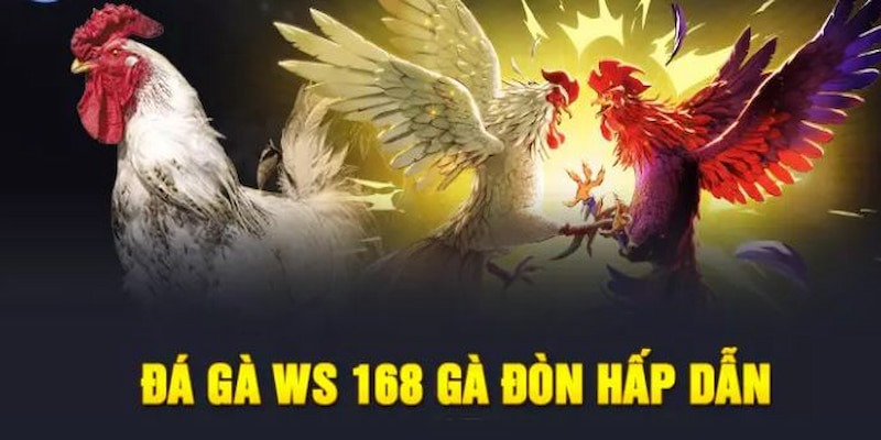 Vài nét giới thiệu chung về sảnh Đá Gà WS168 tại F168