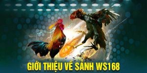 Bí quyết đánh Đá Gà WS168 là yếu tố giúp bạn tăng tỷ lệ thắng